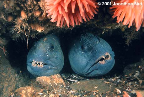 Atlantic Wolf Fish [Anarhichas lupus]